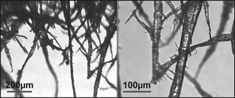 Cellulose Fibres under the Microscope