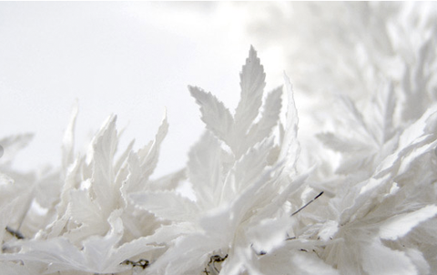 Anne Franke: Paper Jewelry Collection "Blanc de Neige"